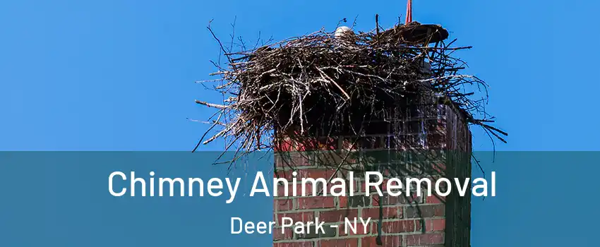 Chimney Animal Removal Deer Park - NY