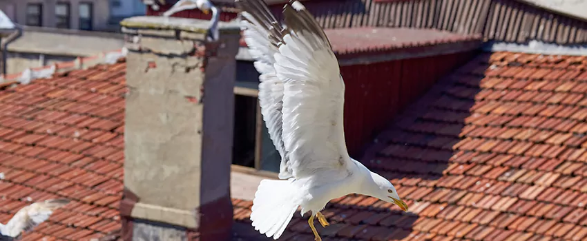 Residential Chimney Animal Removal Solution in Deer Park, NY